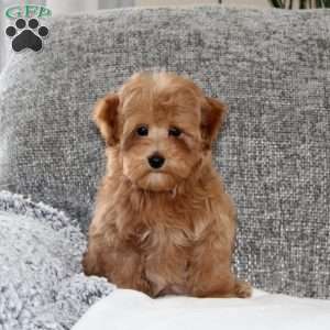 Humpty Dumpty, Maltipoo Puppy